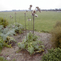 cynara_scolymus3md (Cynara scolymus)