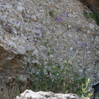 Delphinium_regalis (Delphinium (= Consolida) consolida)