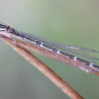 enallagma_cyathigerum7bmd (Enallagma cyathigerum)