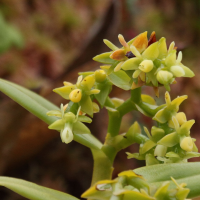 epidendrum_dendrobioides2bd (Epidendrum dendrobioides)