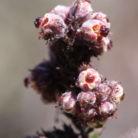 erica_galioides3md (Erica galioides)