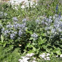 eryngium_alpinum1bmd (Eryngium alpinum)