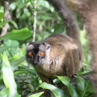 eulemur_fulvus_mayottensis5bd (Eulemur fulvus ssp. mayottensis)