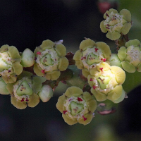 euphorbia_mayurnathanii3md (Euphorbia mayurnathanii)