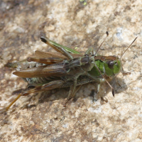 Gomphocerus sibiricus (Gomphocère des alpages, Criquet de Sibérie)