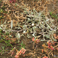 Halimione pedunculata (Obione pédonculée)