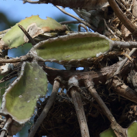 hylocereus_costaricensis2bd