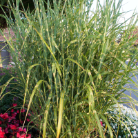 miscanthus_sinensis_zebrinus2md