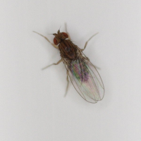 Napomyza carotae (Mouche mineuse de la carotte)