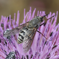 Pangonius obscuratus (Taon)