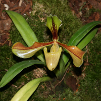 Paphiopedilum villosum (Paphiopedilum)