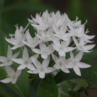 pentas_lanceolata3md