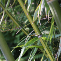 phyllostachys_viridiglaucescens3md