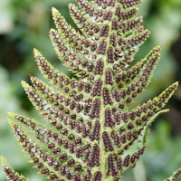 polystichum_aculeatum4md