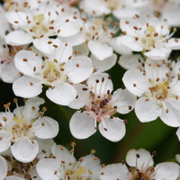 pyracantha_pauciflora5md