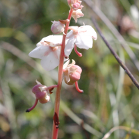 pyrola_rotundifolia_maritima2md