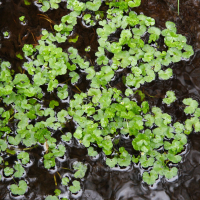 Ranunculus hederaceus (Renoncule lierre, Renoncule à feuilles de lierre)