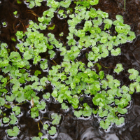 ranunculus_hederaceus1md