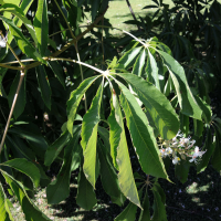 aesculus_chinensis3md