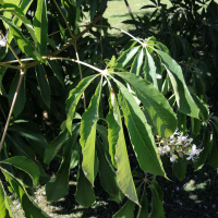 aesculus_chinensis3md (Aesculus chinensis)