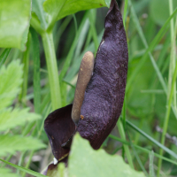 arum_elongatum2md (Arum elongatum)