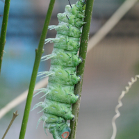 attacus_atlas_ch3md