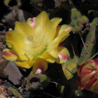 austrocylindropuntia_cylindrica2md (Austrocylindropuntia cylindrica)