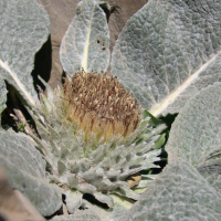 berardia_subacaulis2sd (Berardia laniginosa)