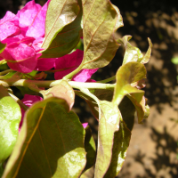 bougainvillea_spectabilis2md