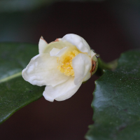 camellia_sinensis3bd