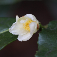 camellia_sinensis3bd (Camellia sinensis)