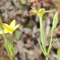 centaurium_maritimum2md (Centaurium maritimum)