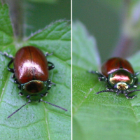 Chrysolina polita (Chrysomèle polie)