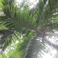 dypsis_lanceolata2md