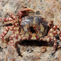 hemigrapsus_sanguineus4md