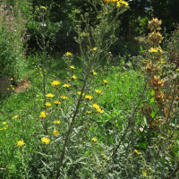 Hieracium umbellatum (Accipitrine)