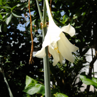 hippeastrum_elegans2md