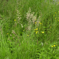 Holcus lanatus (Houlque laineuse)