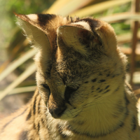 leptailurus_serval2bd