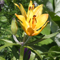 lilium_bulbiferum2bd