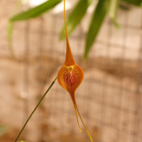 Masdevallia regina (Masdevallia)