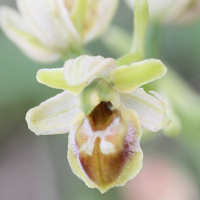 ophrys_virescens3md