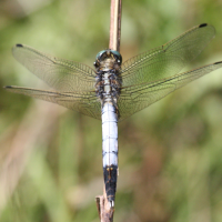 orthetrum_albistylum3bd