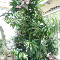 pereskia_grandifolia4md