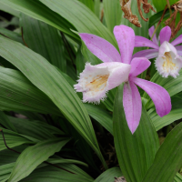 Pleione formosana (Pleione)