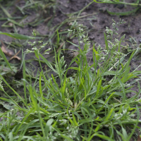 Poa annua (Pâturin annuel)