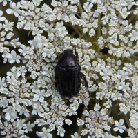 Protaetia morio (Cétoine)