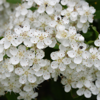 pyracantha_pauciflora2md