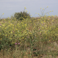 Raphanus raphanistrum ssp. landra (Radis maritime, Ravenelle maritime)