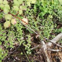 Scutellaria galericulata (Tertianaire, Scutellaire, Toque)
